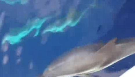 Santuario dei Cetacei, la danza di delfini 