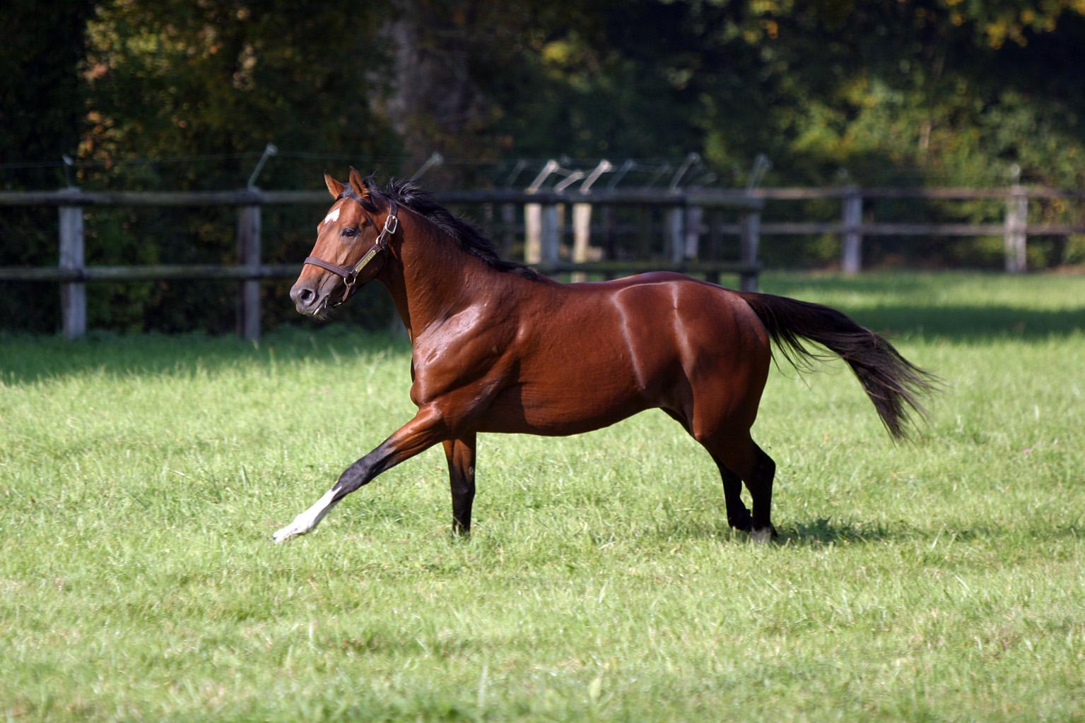 Plurivitamina: Passo Trotto e Galoppo
