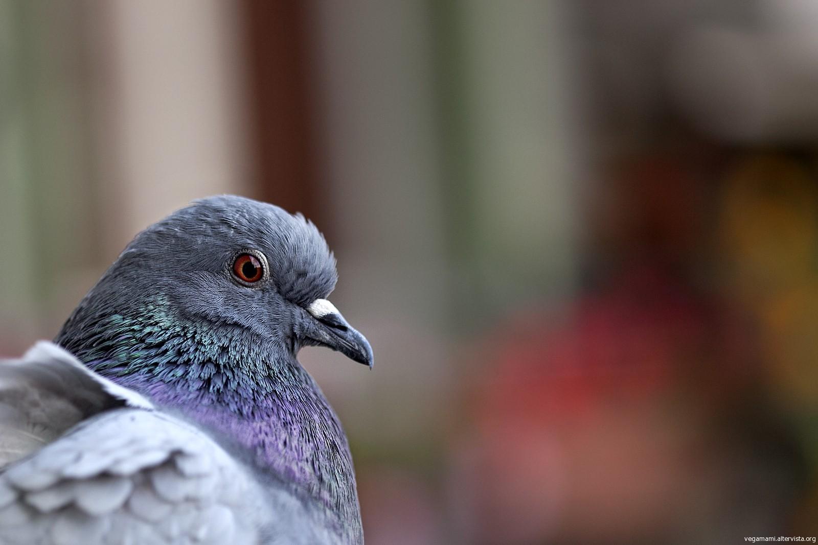 L'Aquila, anche i piccioni scappano