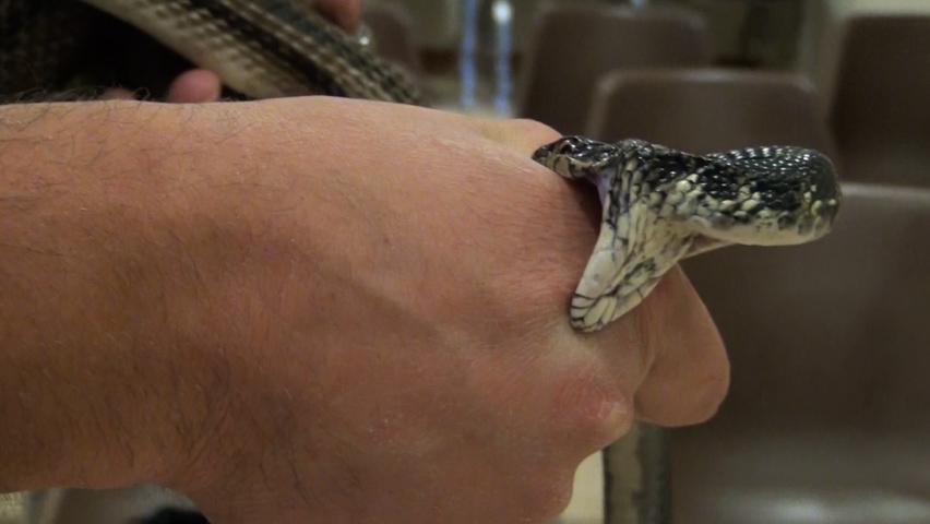 I Serpari di Cocullo, tradizione millenaria